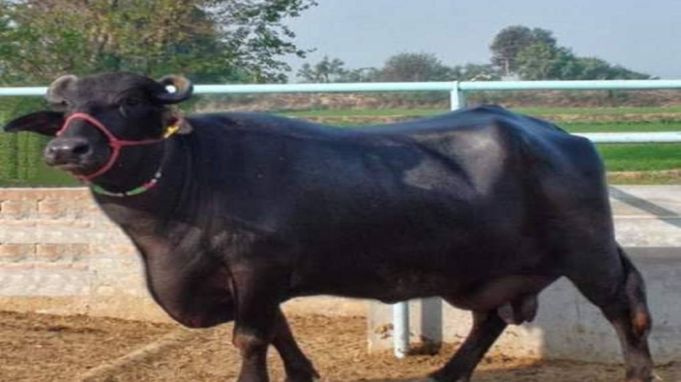 भैंस ढूंढ के लाओ, दस हजार इनाम पाओ