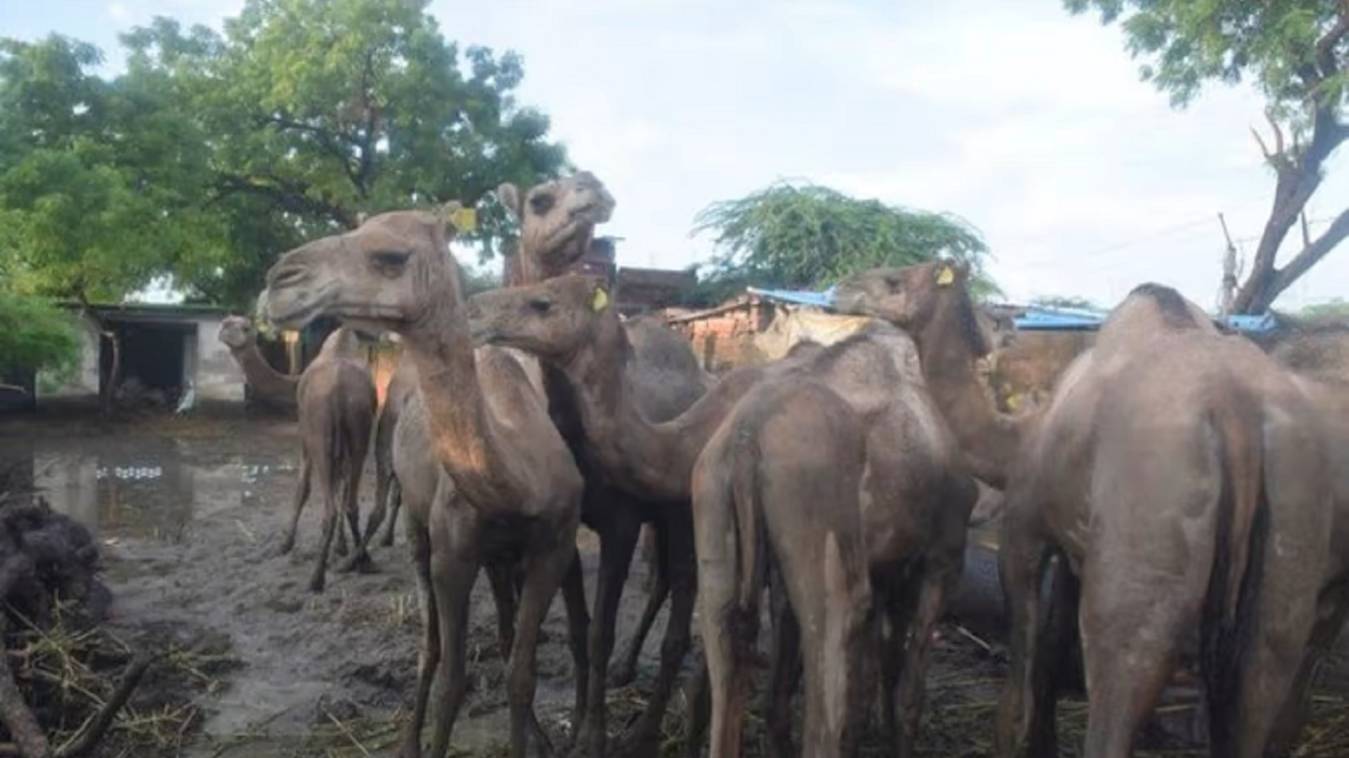 ऊंटों की कस्टडी लेने पहुंचे फाउंडेशन के पदाधिकारी, पुलिस ने किया इंकार