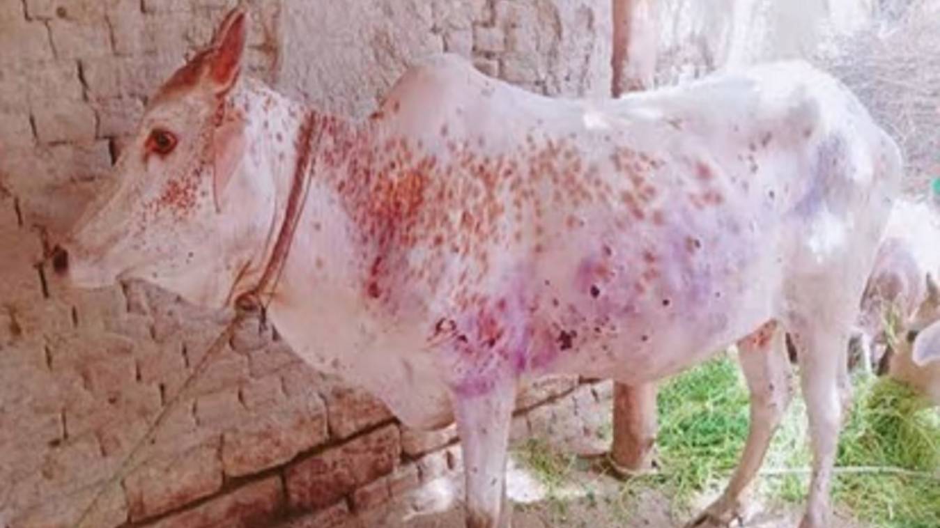 वाराणसी में भी लंपी वायरस की आहट, अब तक प्रदेश के 26 जिलों में दे चुका है दस्तक