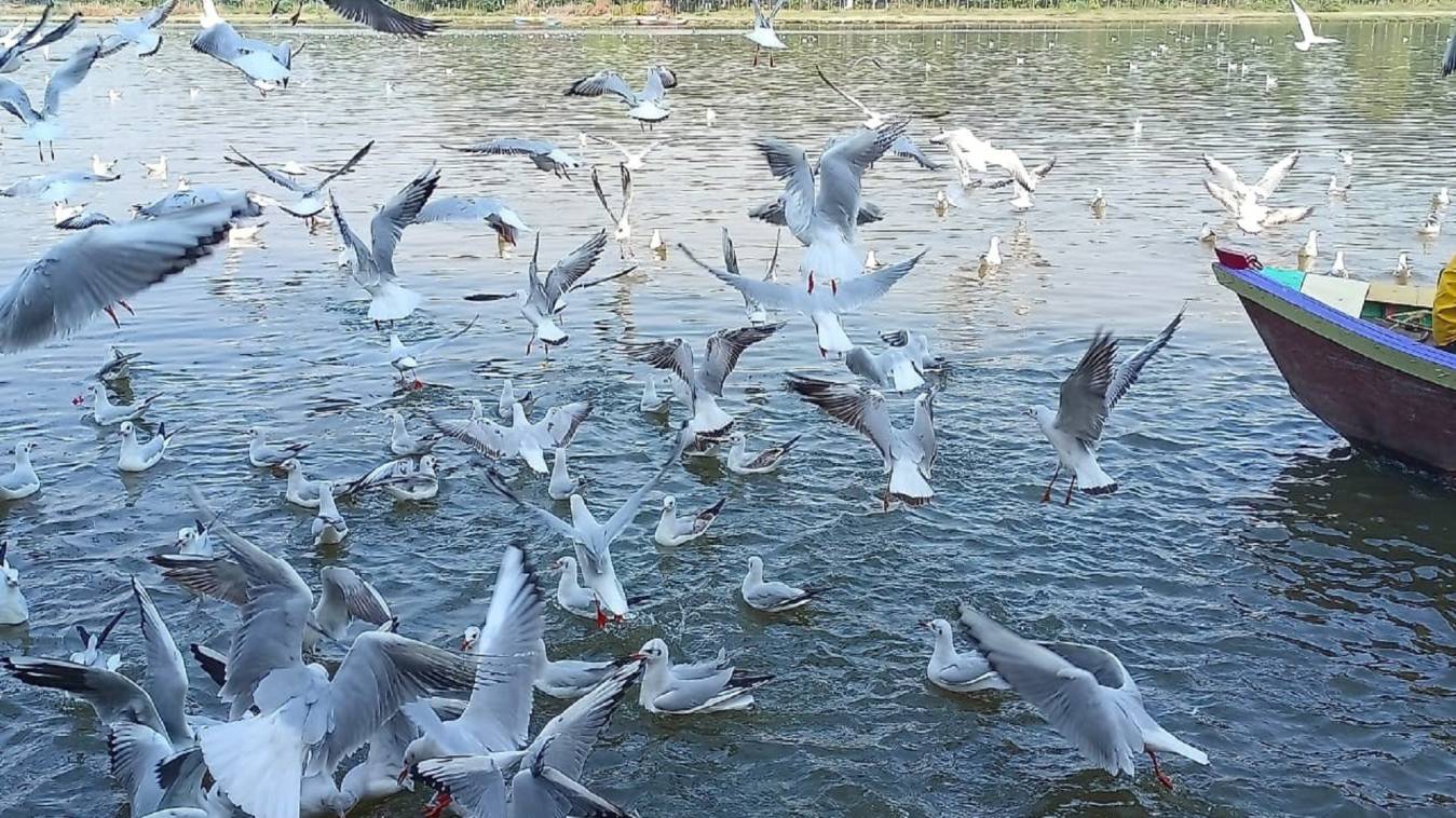 साइबेरियन मेहमानों को देखने घाटों जुट रहे लोग 