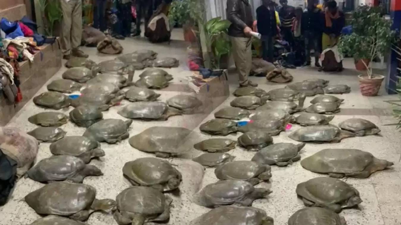 चंदौली में रेलवे स्टेशन पर लगभग 500 कछुआ बरामद, 14 महिलाएं गिरफ्तार