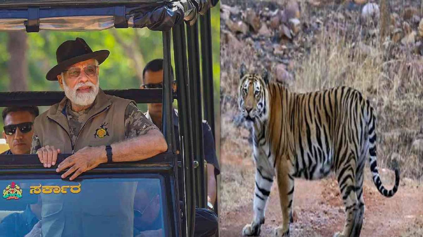  देश में बाघों की संख्या बढ़कर 3167 हुई, PM मोदी ने जारी किए आंकड़े, बोले- यह गर्व की बात