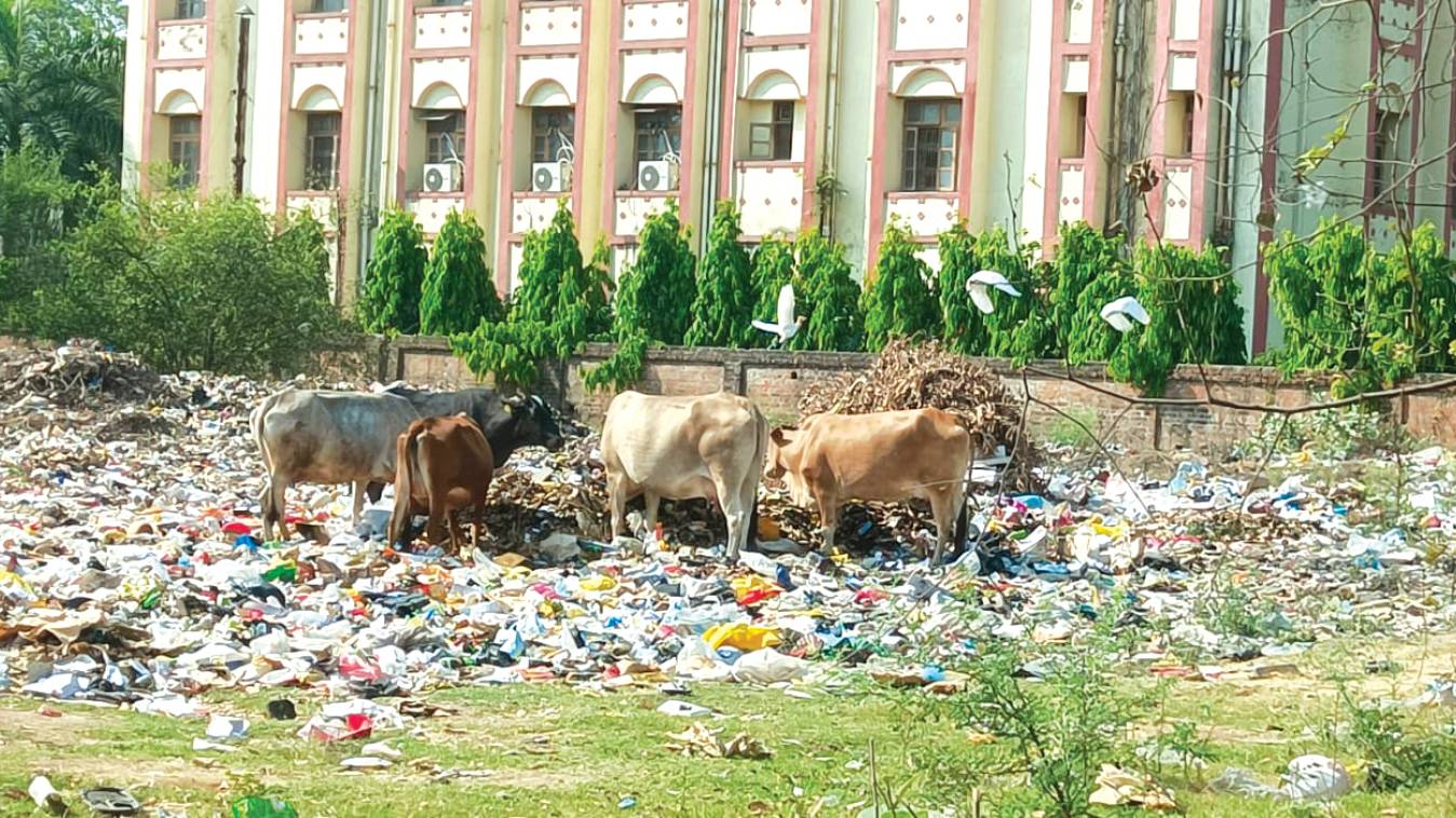 बीएचयू  गौशाला की गायें खा रहीं कूड़ा