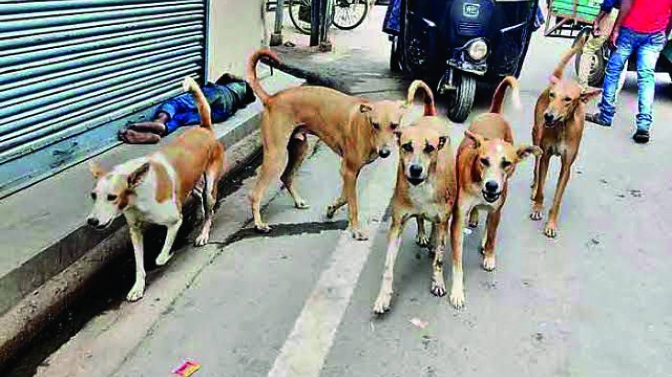 जिले में कुत्तों का आतंक, लोगों को बना रहे अपना शिकार