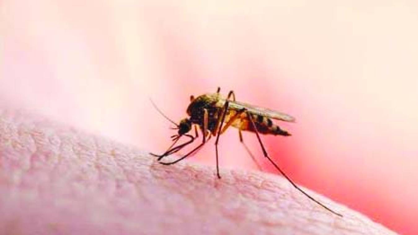 दूर होगी मलेरिया की बीमारी, जब होगी सभी की भागीदारी