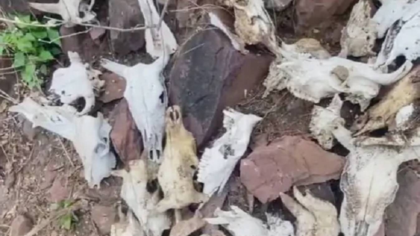 कटंगी की पहाड़ी में मिले 50 से ज्यादा मृत मवेशियों के कंकाल, क्षेत्र में तनाव