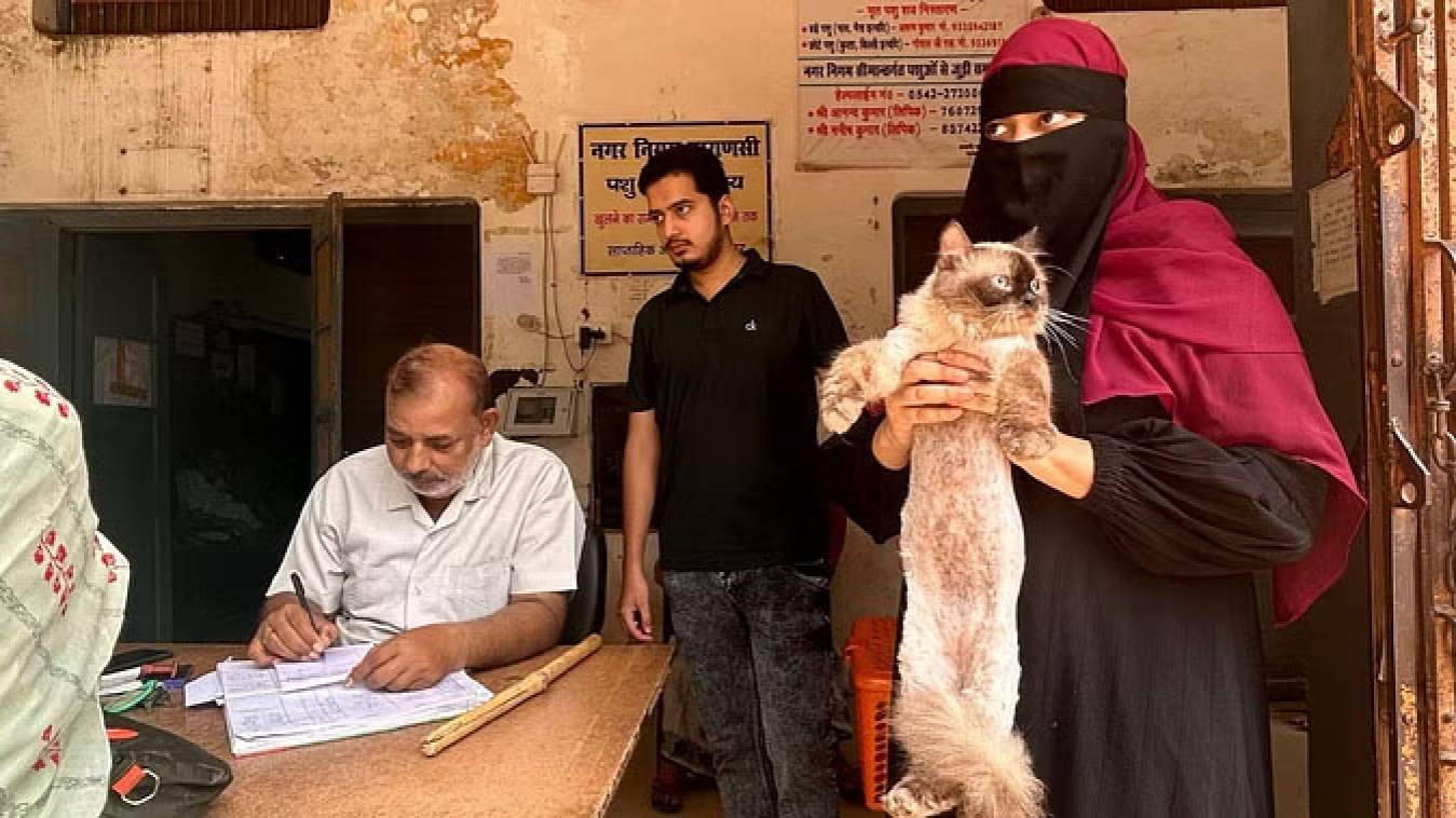 महंगे जानवर, सस्ता इलाज: पालतू बिल्ली की कीमत 35 हजार