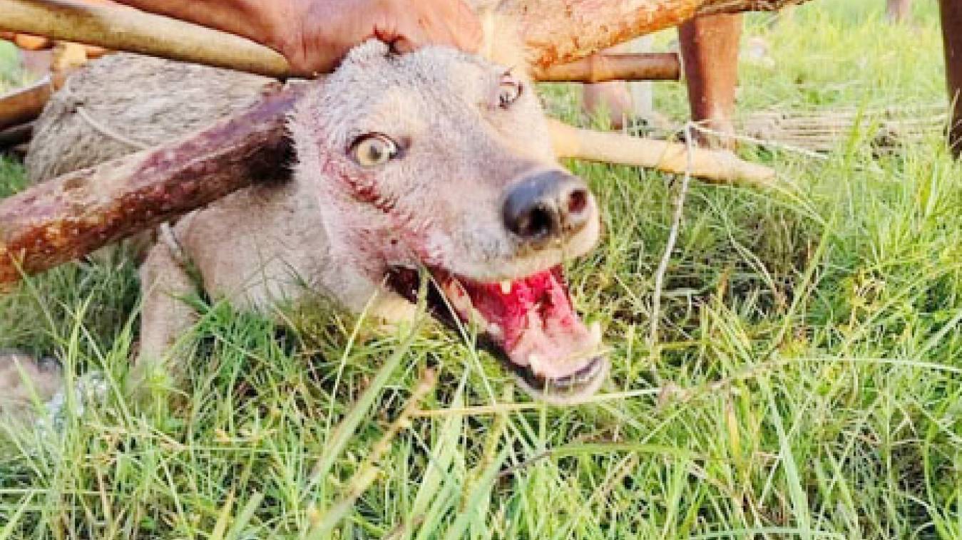 एक ही रात में भेड़िए ने तीन जगह किए हमले,  कई घायल