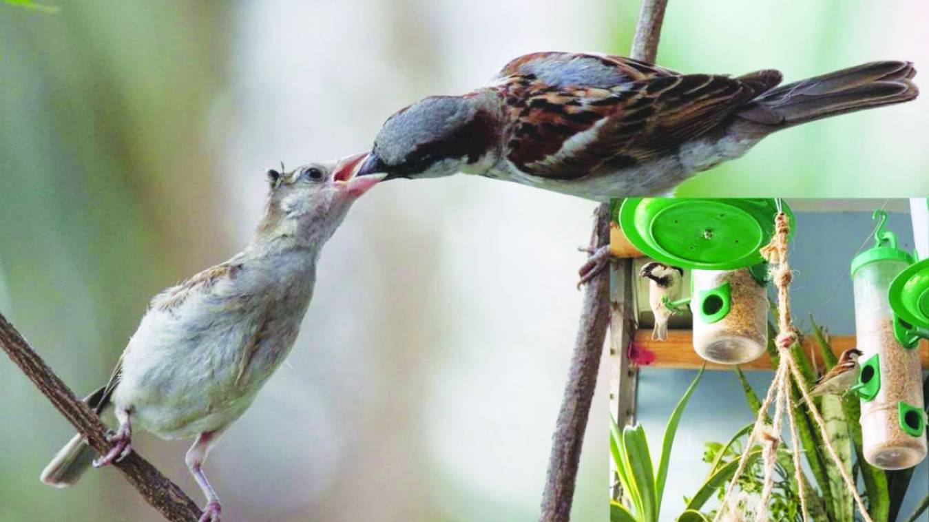 वो चहचहाती गौरैया... न जाने मेरे आंगन से दूर कहां उड़ चली !
