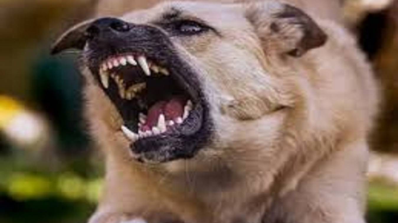 वाराणसी में मंडलीय चिकित्सालय के गेट नंबर चार पर 18 लोगों को पागल कुत्ते ने काटा, मची भगदड़