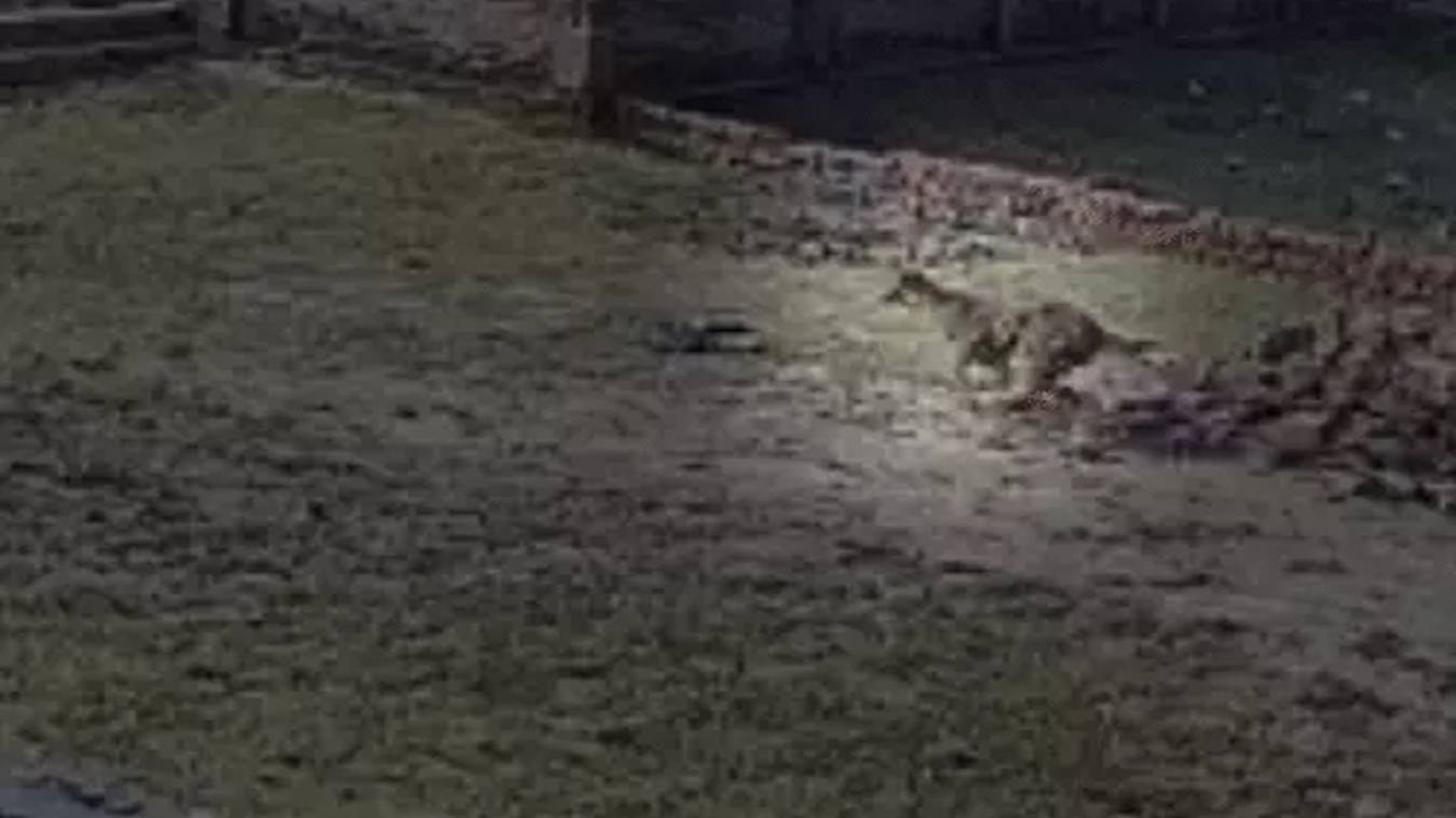 वाराणसी में तेंदुए की दहशत...युवक को किया लहूलुहान, तलाश में जुटी वन विभाग की टीम 