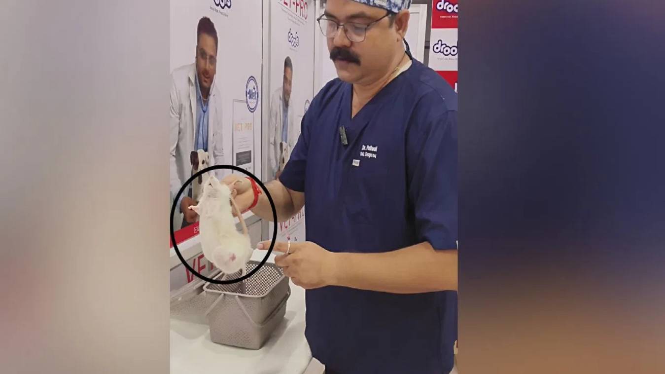 जौनपुर में 'मिक्की' को मिली नई जिंदगी, चूहे के पेट से निकला 240 ग्राम का ट्यूमर, 50 मिनट चली सर्जरी