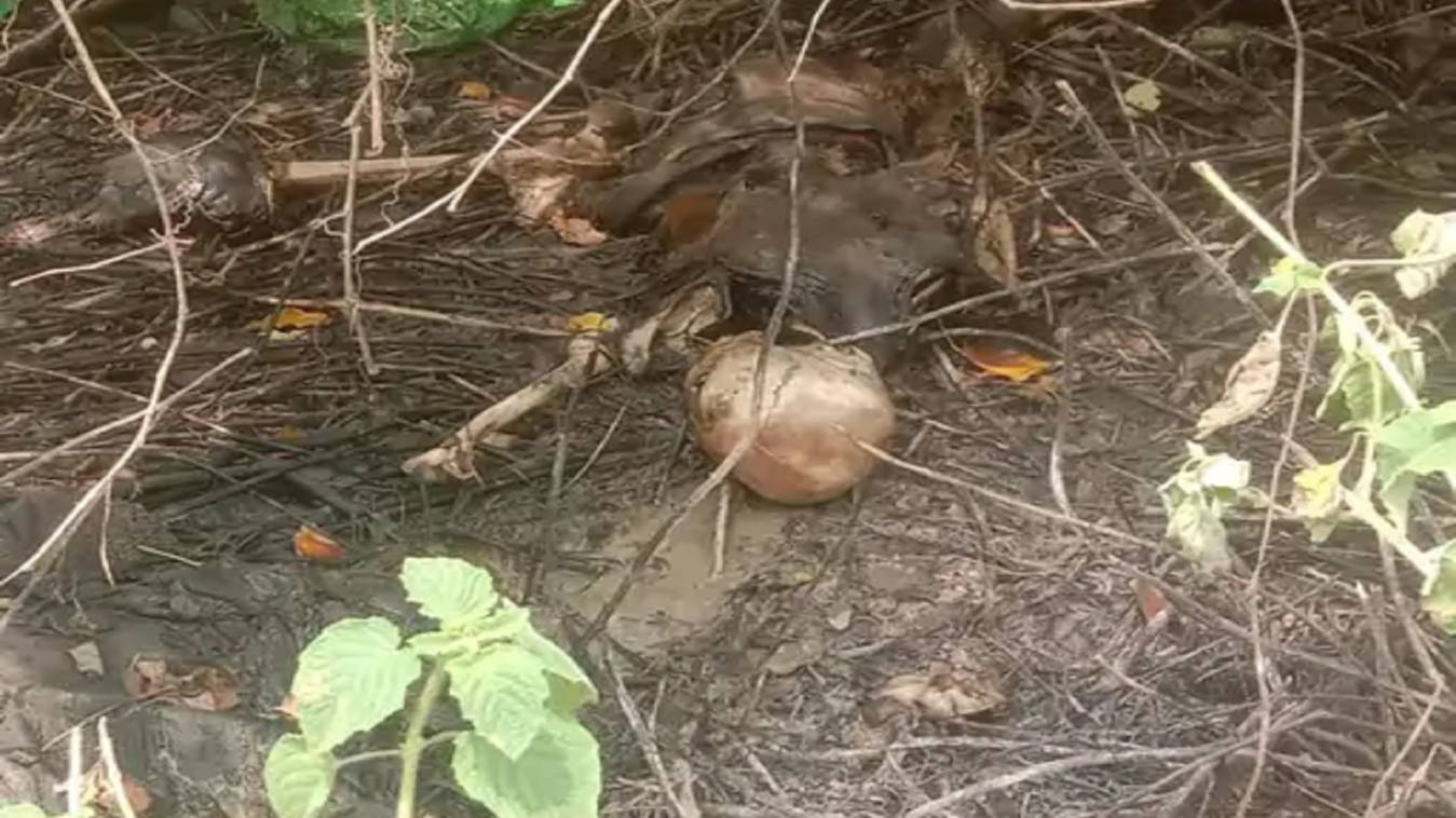 वाराणसी में सर्विस सेंटर के पास झाड़ियों में मिला नरकंकाल, इलाके में फैली सनसनी