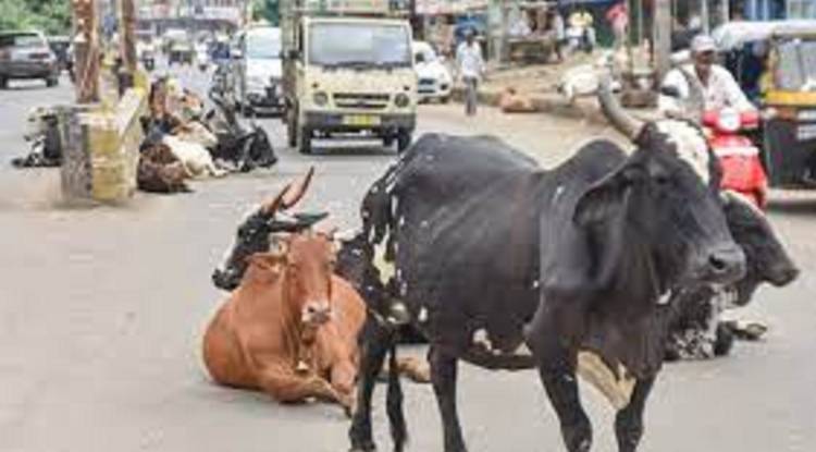 छूटा पशुओं के लिए होगा दो और कैटल कॉलोनी का निर्माण 