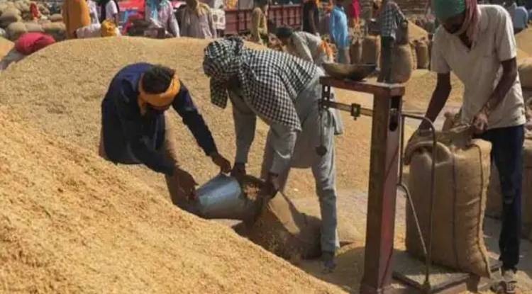 सीएम योगी के निर्देश पर पश्चिमी यूपी में पहली अक्तूबर से शुरू होगी धान खरीद, जानें पूर्व में कब से