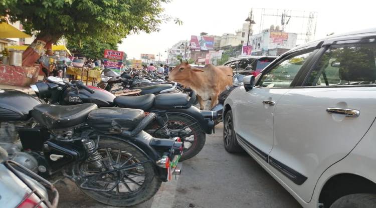 शहर से लेकर गांव तक छुट्टा पशुओं ने बढ़ाई मुसीबत