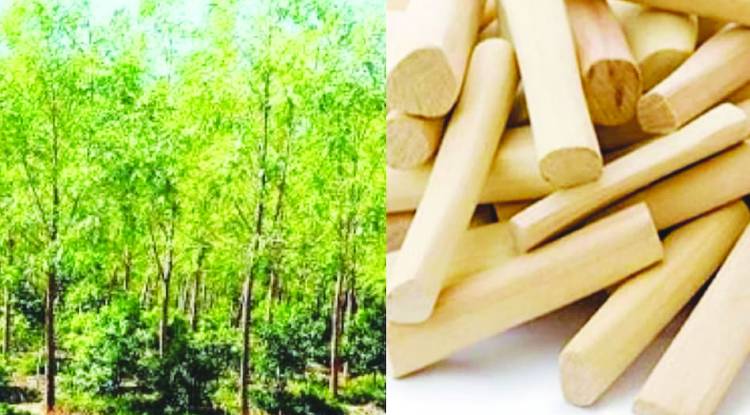 चंदन की खुशबू से गमकेगी महादेव की नगरी काशी