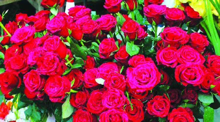 शुरू हुआ वैलेंटाइन वीक तो गुलाब के बढ़े भाव