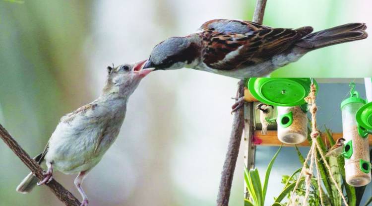 वो चहचहाती गौरैया... न जाने मेरे आंगन से दूर कहां उड़ चली !