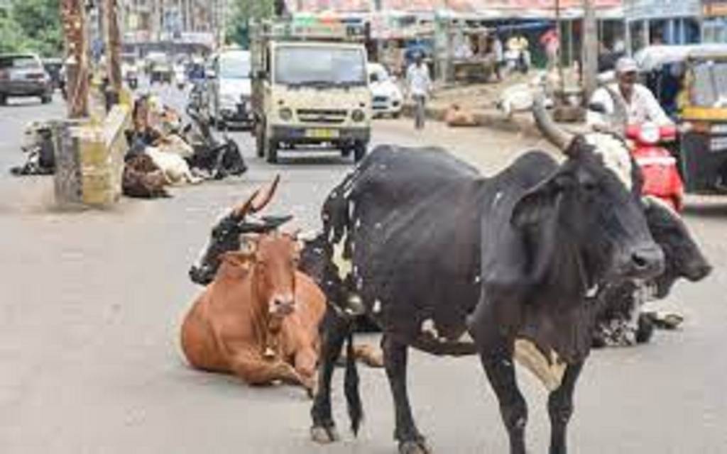 छूटा पशुओं के लिए होगा दो और कैटल कॉलोनी का निर्माण 