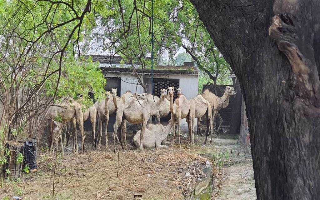 ट्रक से तस्करी को भेजे जा रहे 16 ऊंट बरामद, तीन आरोपित गिरफ्तार