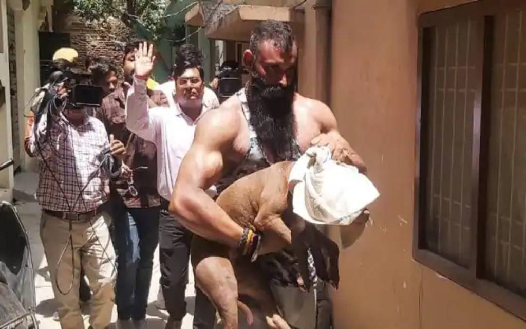 पकड़ा गया मालकिन की जान लेने वाला ''Pitbull Dog'', इलाके में फैली थी दहशत