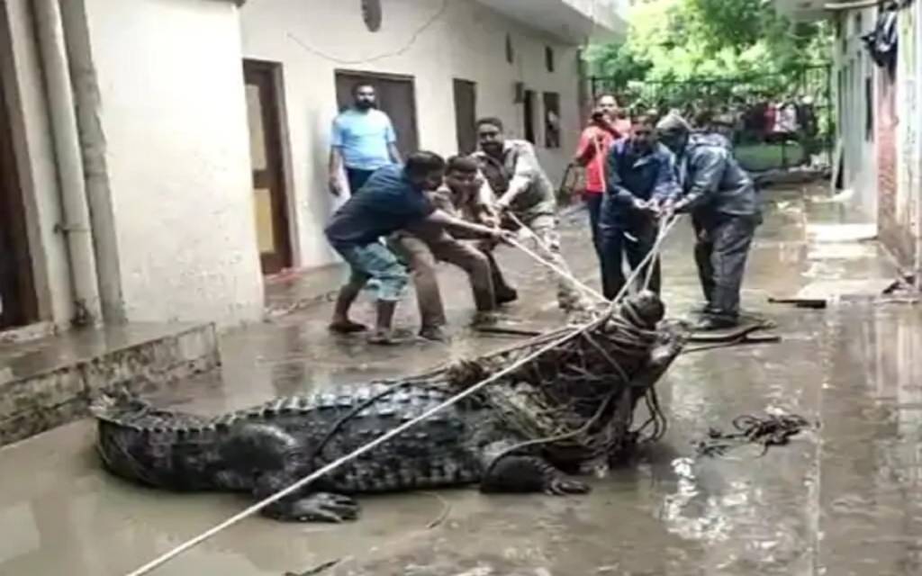 प्रयागराज में सड़क पर मगरमच्छ का तांडव