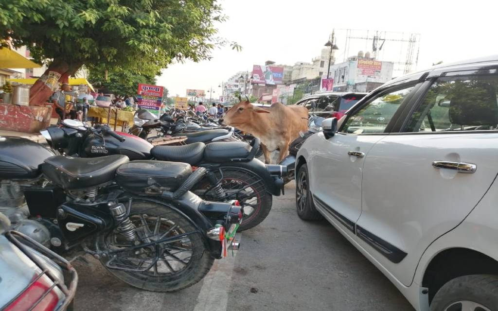 शहर से लेकर गांव तक छुट्टा पशुओं ने बढ़ाई मुसीबत