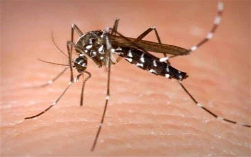 डरा रहा डेंगू का डंक: आंकड़ा साढ़े तीन सौ के पार, कई अस्पतालों में बेड फूल