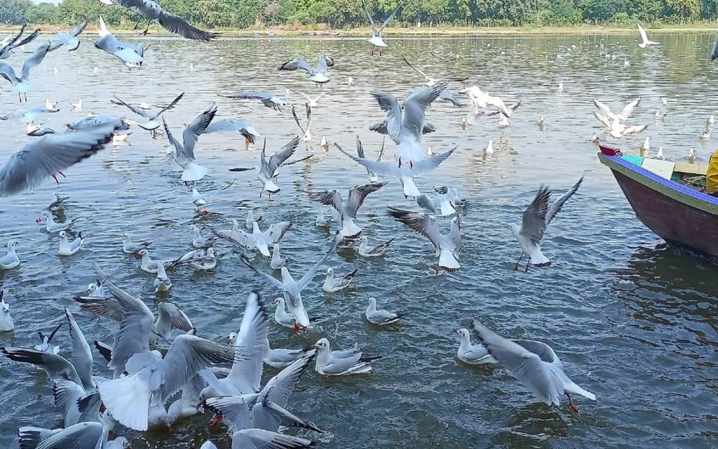 साइबेरियन मेहमानों को देखने घाटों जुट रहे लोग