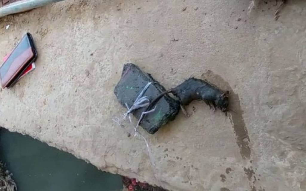चूहे का बरेली के IVRI में हुआ पोस्टमॉर्टम, वजह जानकर रह जाएंगे दंग