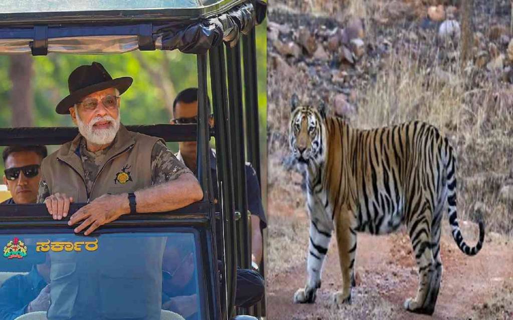 देश में बाघों की संख्या बढ़कर 3167 हुई, PM मोदी ने जारी किए आंकड़े, बोले- यह गर्व की बात