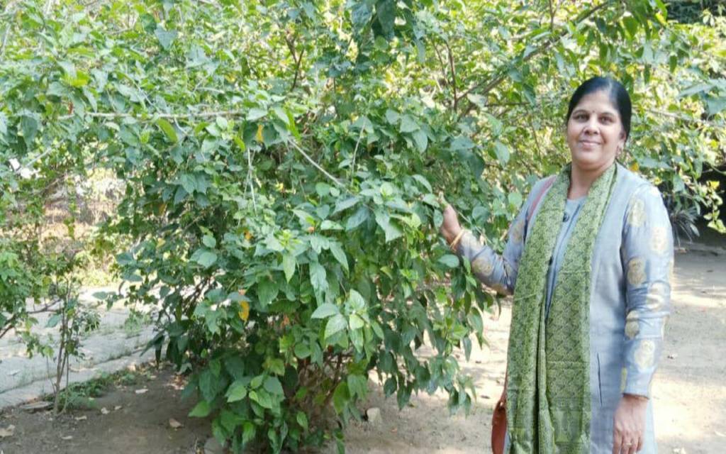 पर्यावरण प्रहरी: BHU की एक प्रोफ़ेसर कर रही गुड़हल की पौध का लालन की तरह पालन