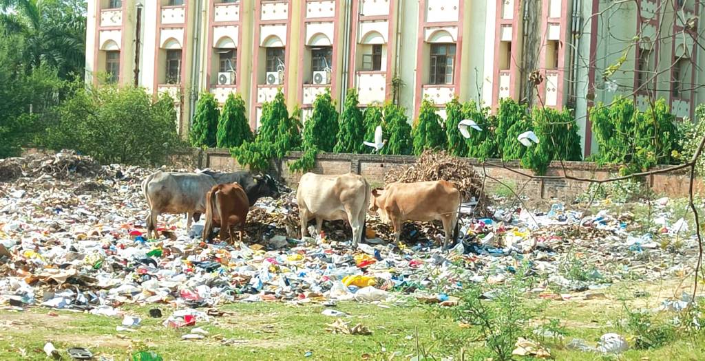 बीएचयू  गौशाला की गायें खा रहीं कूड़ा