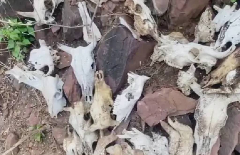 कटंगी की पहाड़ी में मिले 50 से ज्यादा मृत मवेशियों के कंकाल, क्षेत्र में तनाव