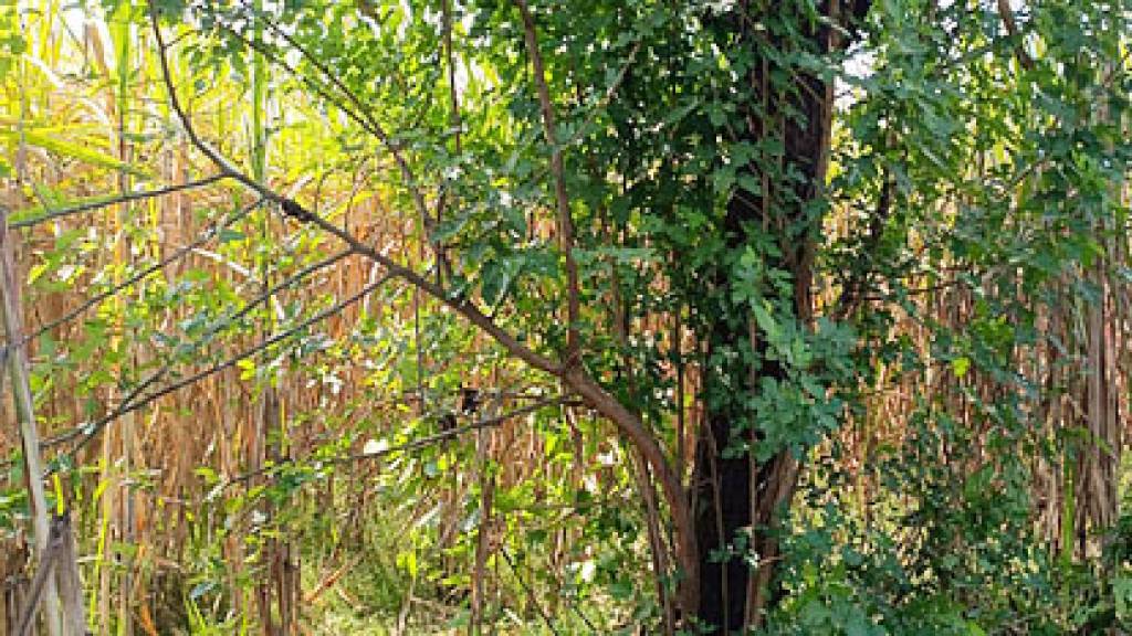 दुपट्टे से लटकता मिला दलित किशोरी का शव, दुष्कर्म के बाद कत्ल की आशंका