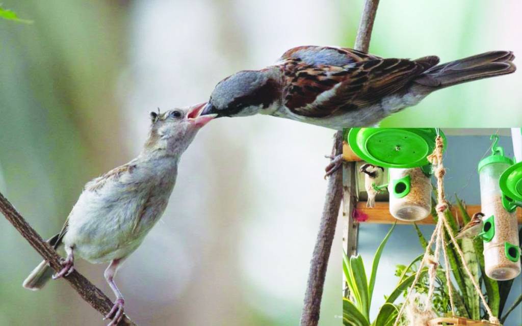 वो चहचहाती गौरैया... न जाने मेरे आंगन से दूर कहां उड़ चली !